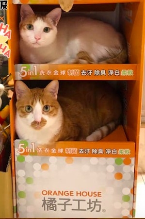網友程乃心小姐提供