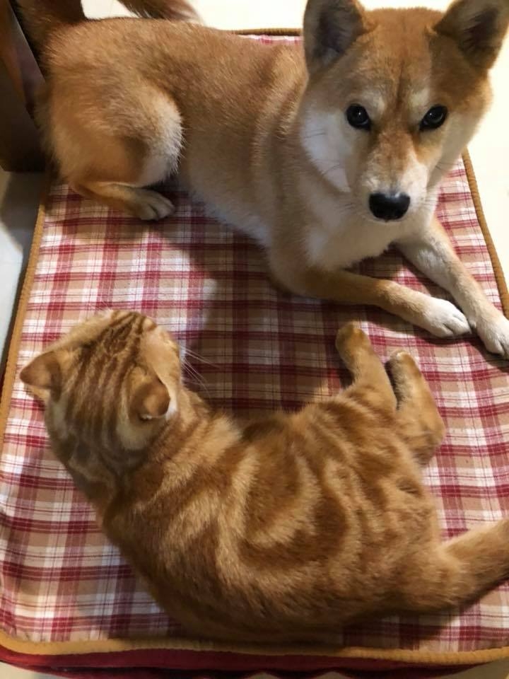 FB 嚕嚕與嚕咪的生活紀錄