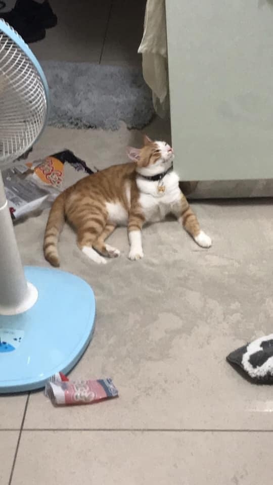 IG @_orange_mi_授權