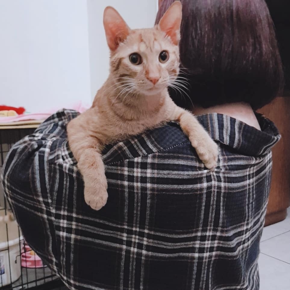 IG@pipipipi.official