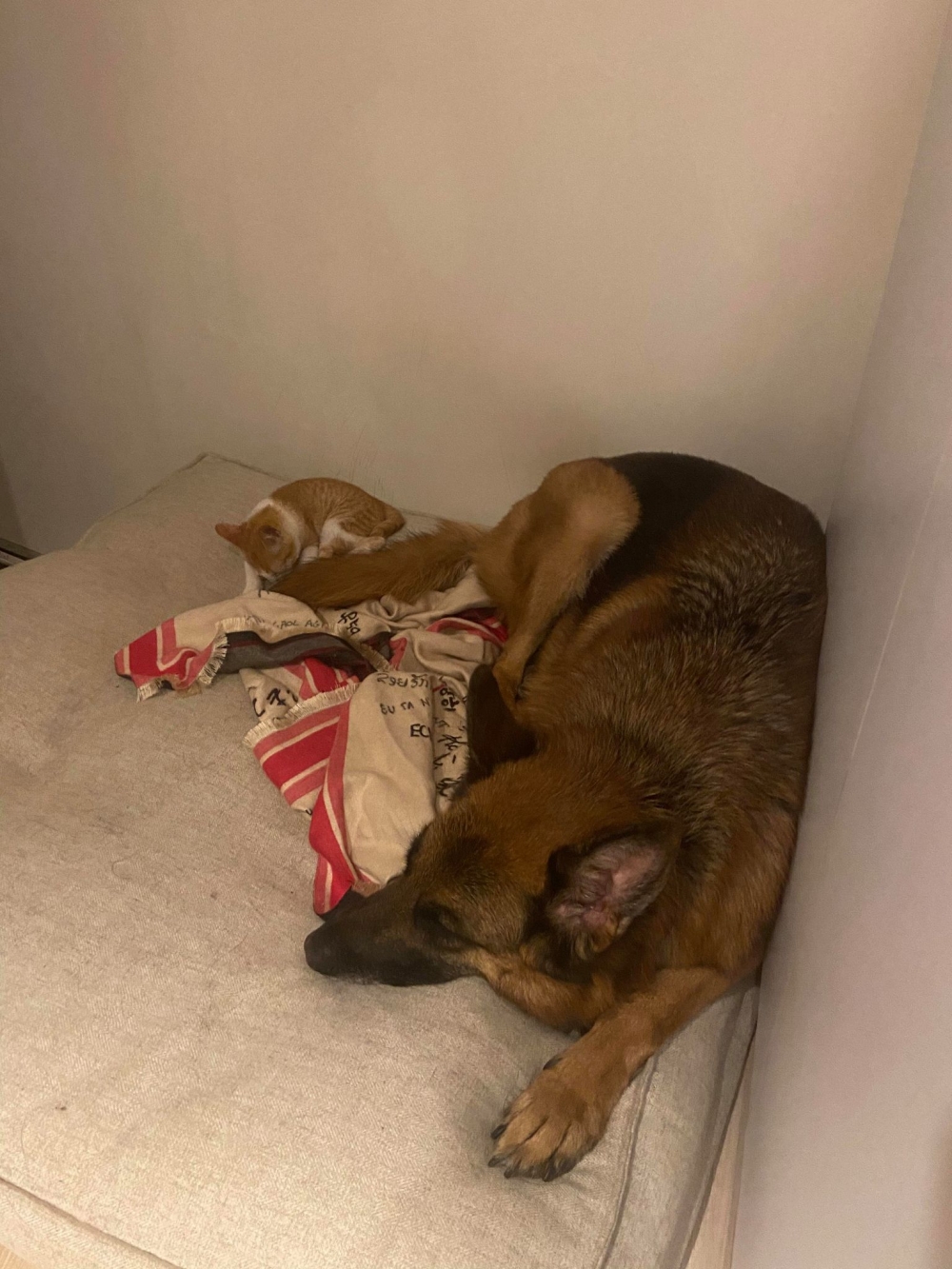 FB 德國狼犬x咨咨屁股翹翹鐵金剛 提供