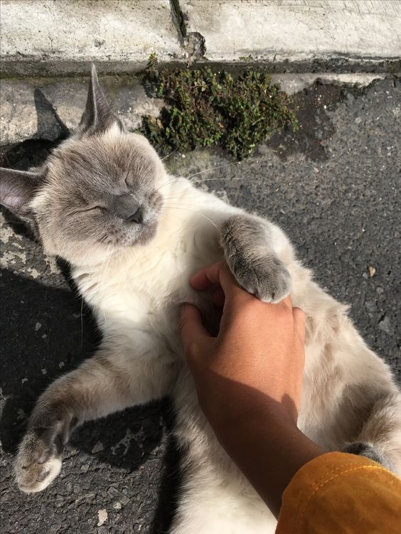 肥貓,貓咪過胖,貓咪減肥,幫貓減肥,貓咪健康