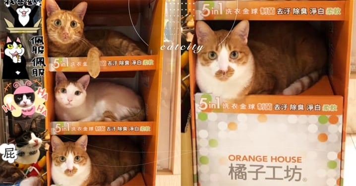 透天厝「橘子工坊」專收橘貓，三隻住好住滿　網笑：還可淨白除臭