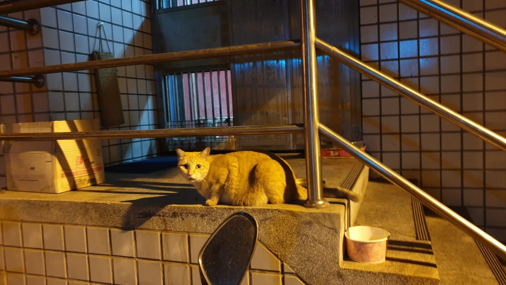 網友胡小姐授權提供