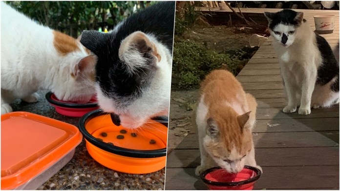 動物友善網
