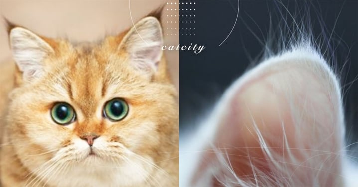 【貓咪冷知識】貓耳尖小撮毛的特殊作用？這是「聰明毛」可千萬別剪掉！