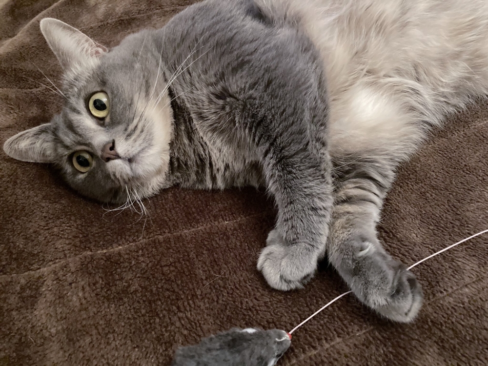 twitter AGURISAGIMORI