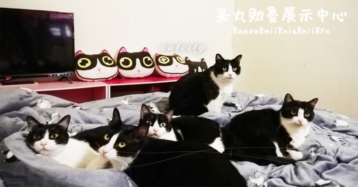 超名貴！五隻賓士貓「停好停滿」根本複製貼上　網：賓士展示中心無誤