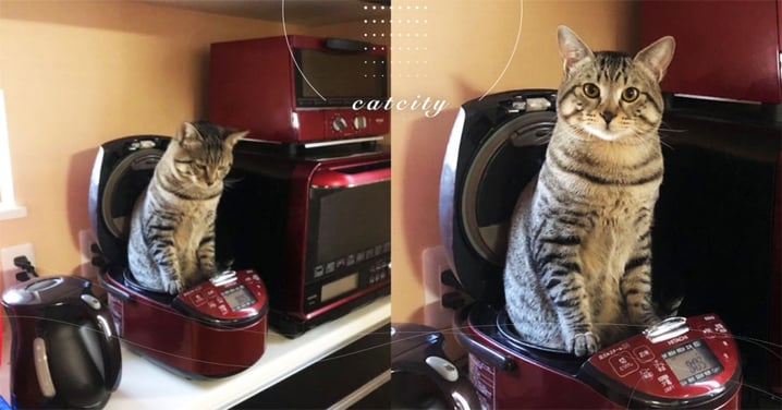 日本貓奴準備做飯一看超傻眼，網笑：「是最新貓炊飯器！」