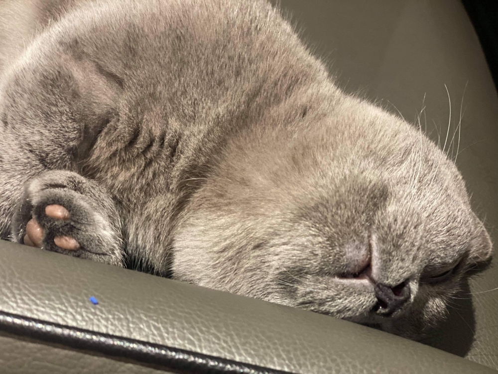 網友Cora Liu授權提供