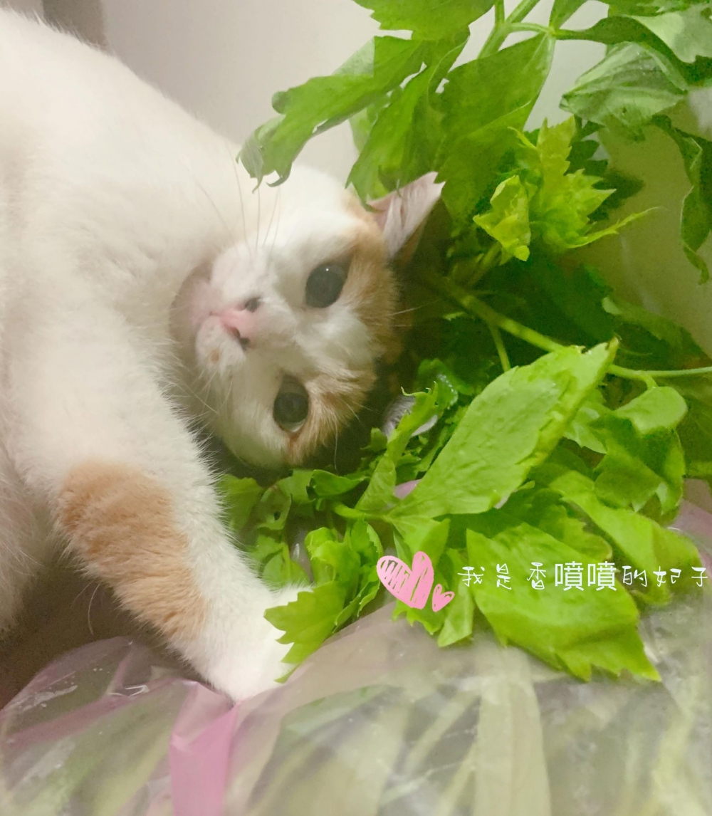 網友Bu Bu Han提供