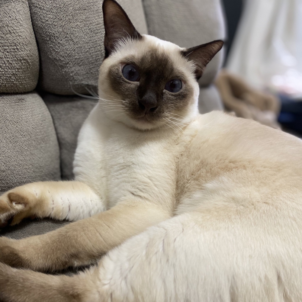 通常暹羅貓都有一種「變色龍」的特性，一旦天氣開始變冷時，牠們身上的黑色素就會開始變深。