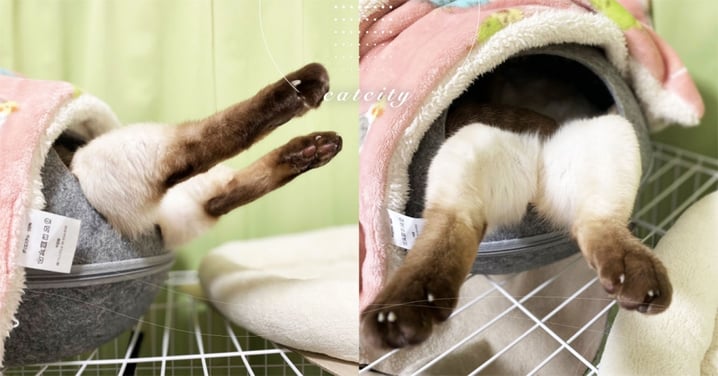 日本暹羅貓「倒頭躺貓窩」，兩隻毛毛腿外露　網笑：是香草烤雞腿！
