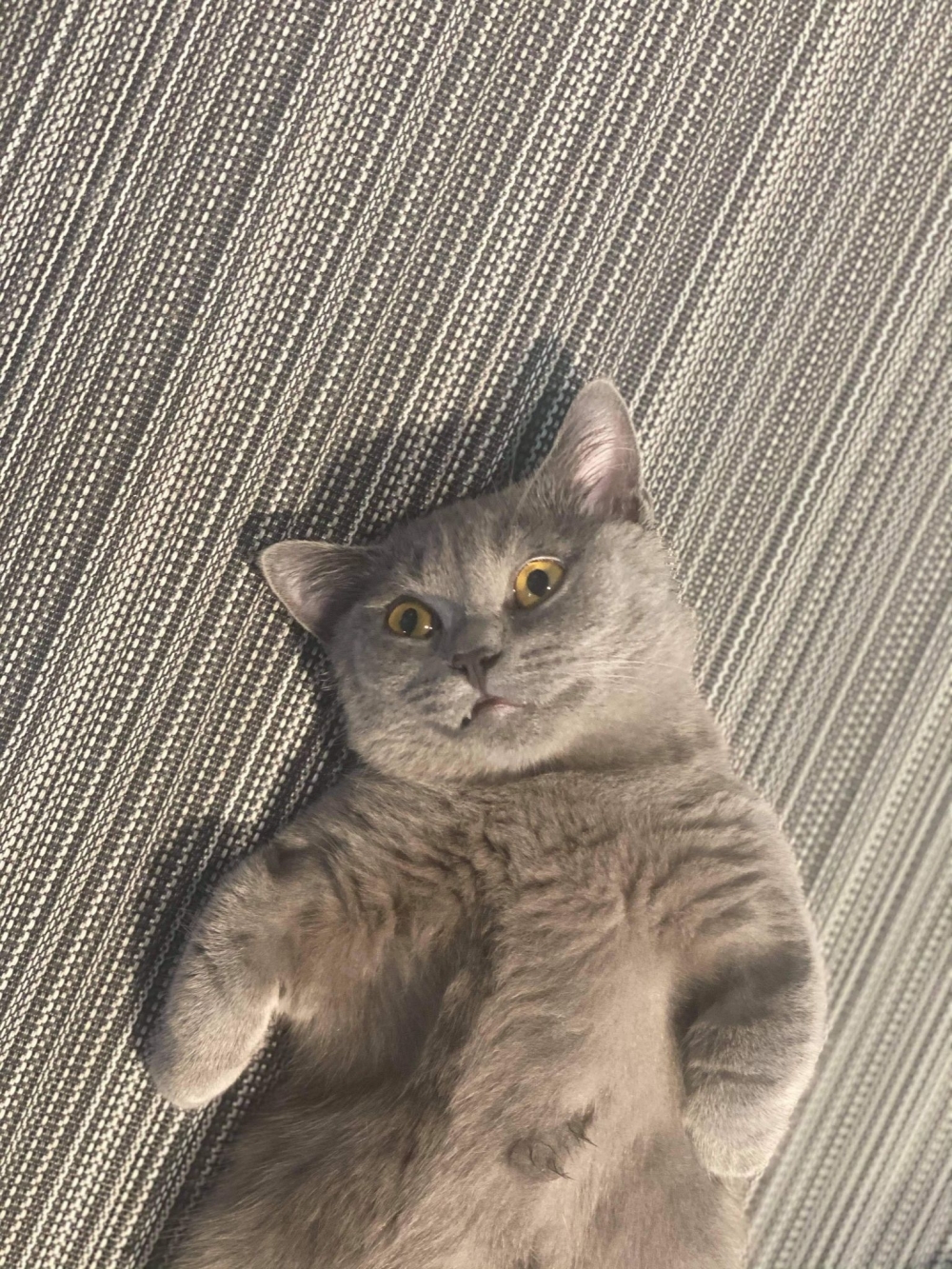 網友Cora Liu授權提供