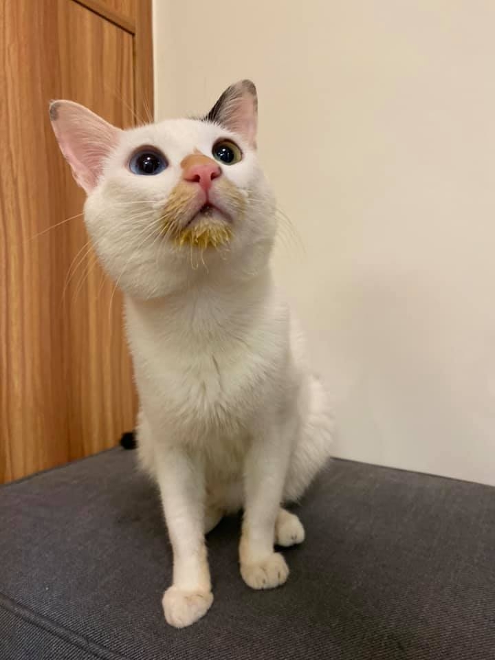 FB 小綿羊恩珠 & 咕咪喵