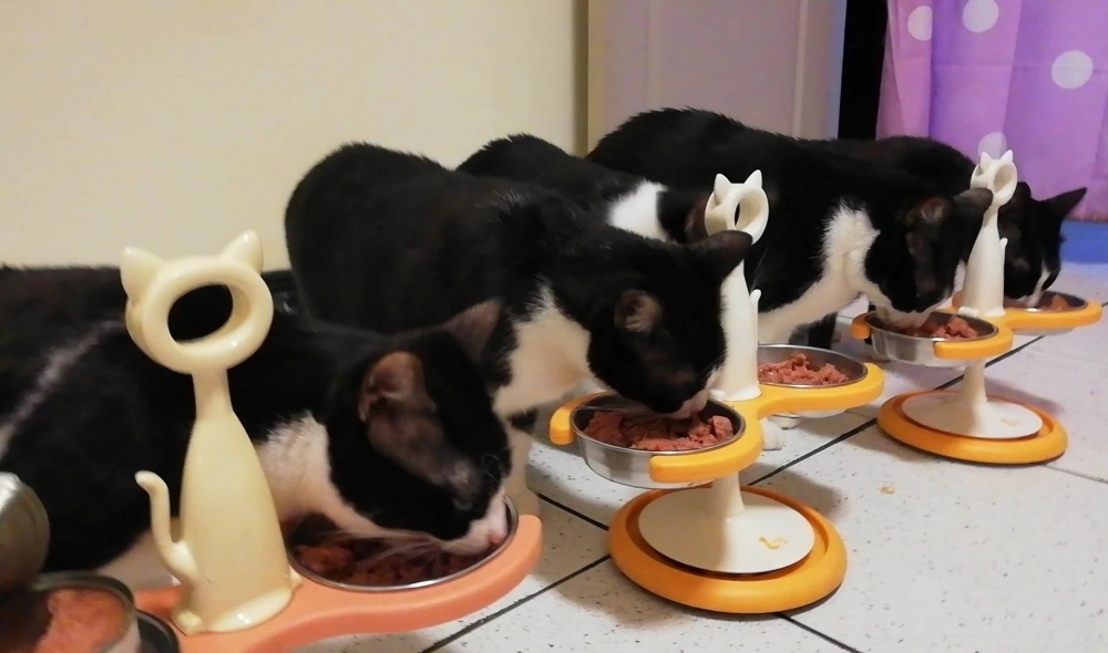 FB @呆丸勉魯展示中心