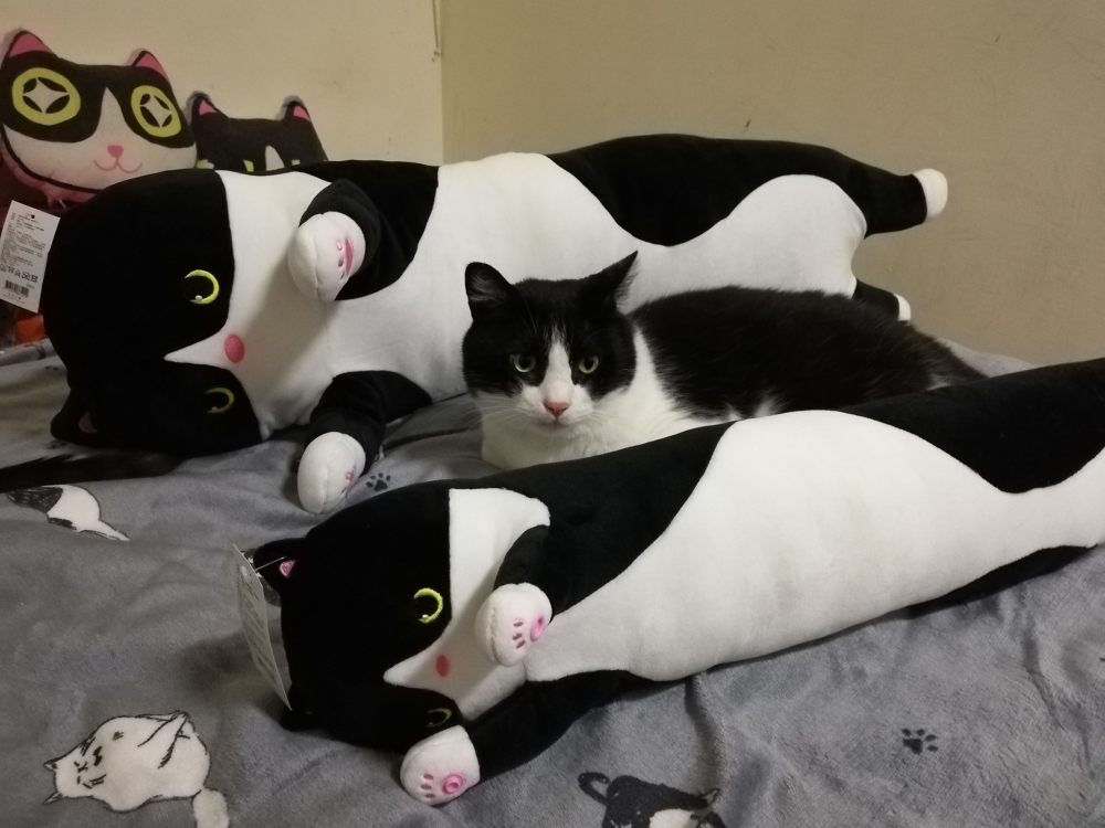 FB @呆丸勉魯展示中心