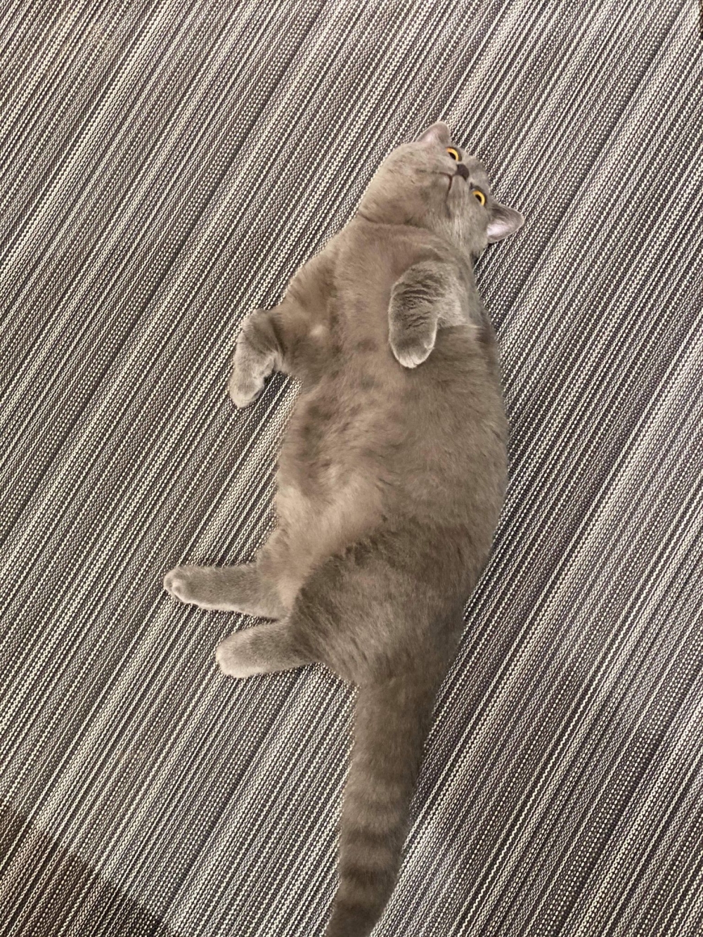 網友Cora Liu授權提供