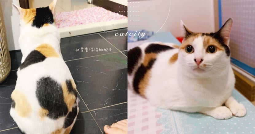 三花貓超美背影引熱議 身上拼塊宛如 三色蛋糕捲 網 配色好美 Catcity 貓奴日常