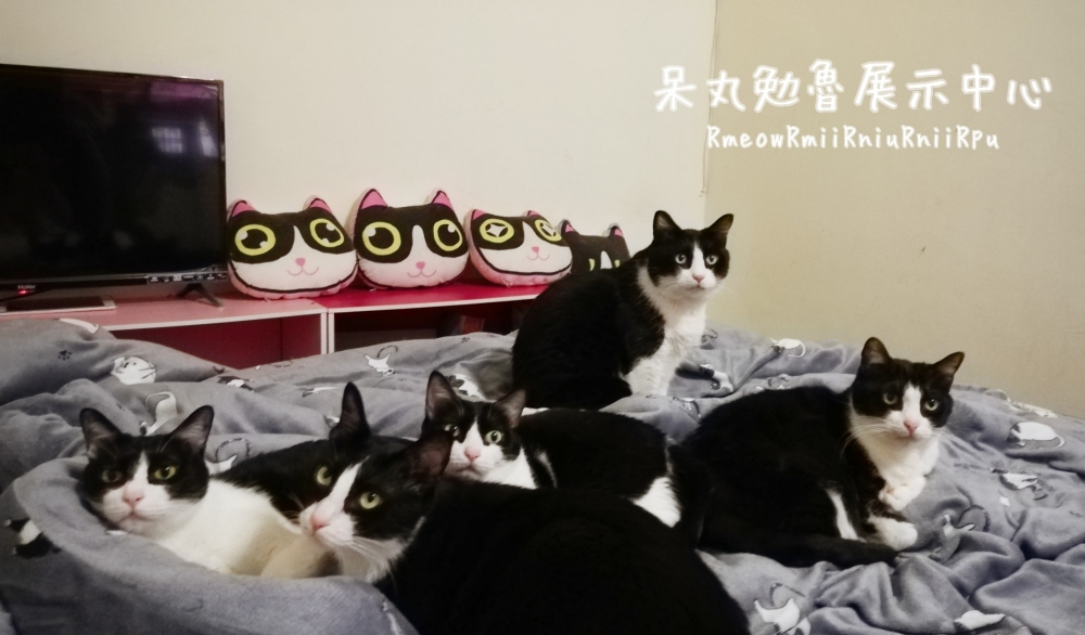 FB @呆丸勉魯展示中心