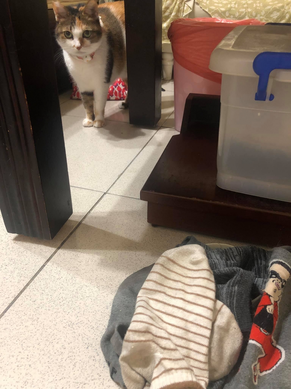 網友黃寶兒提供