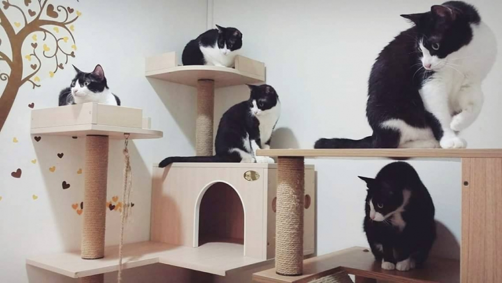 FB @呆丸勉魯展示中心