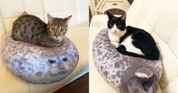 天冷兩貓搶坐「海豹抱枕」被壓垮，日本推主無奈：「頭頂都扁了啦」