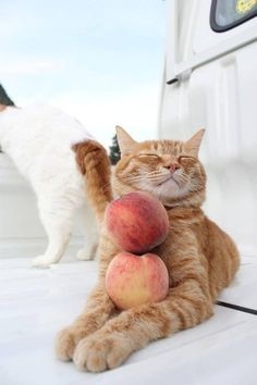 Pinterest