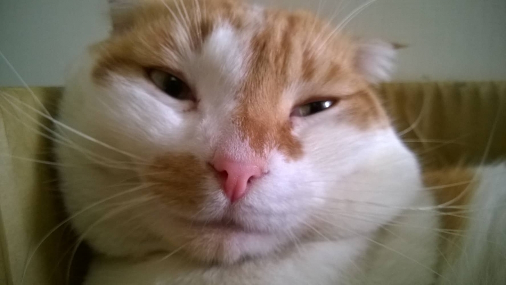 網友翁志強先生提供