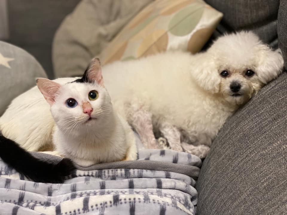 FB 小綿羊恩珠 & 咕咪喵