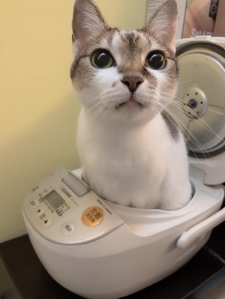 網友Fion Chen提供