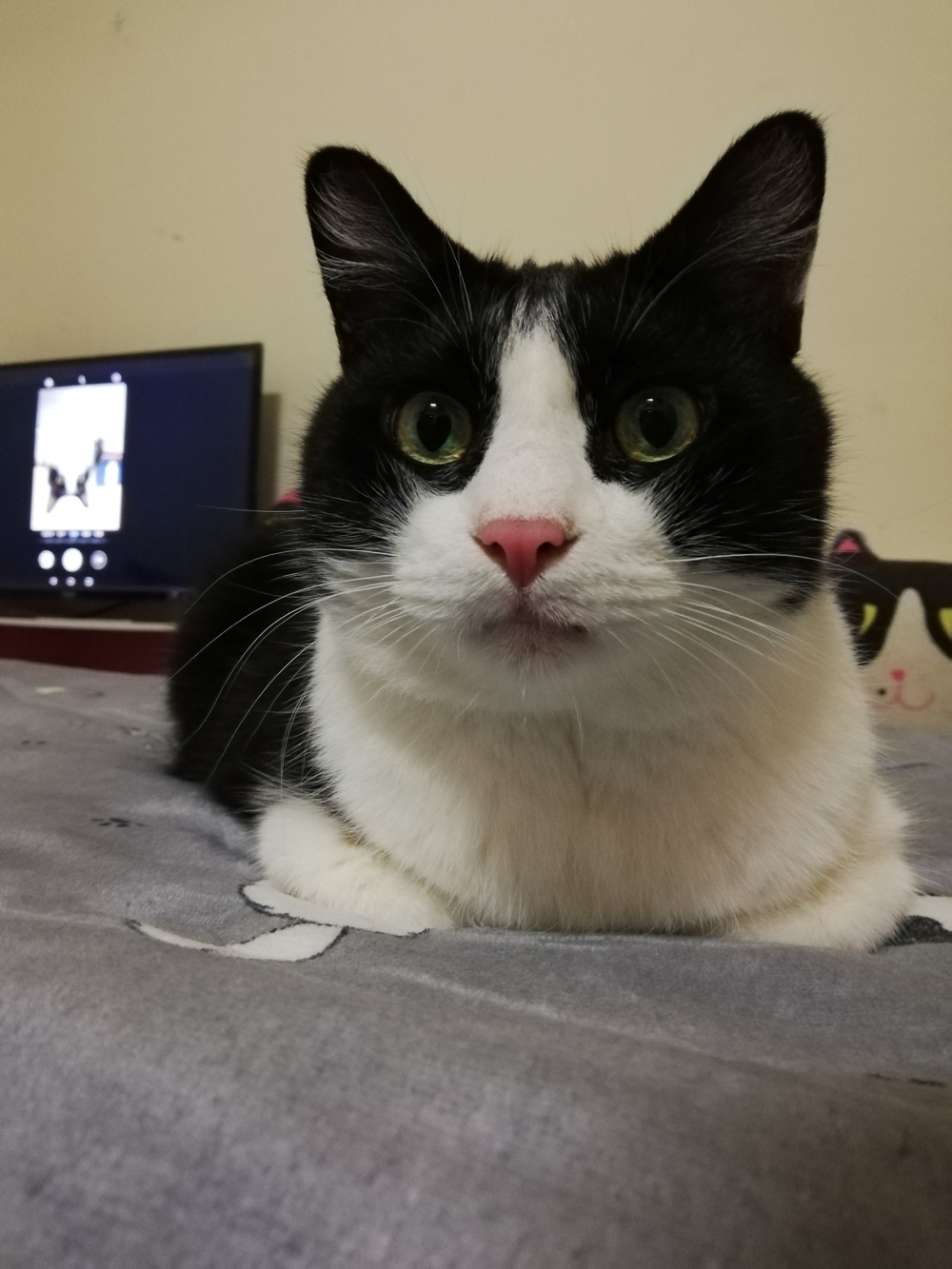 FB @呆丸勉魯展示中心