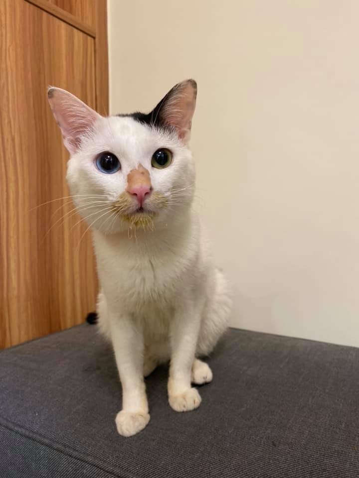 FB 小綿羊恩珠 & 咕咪喵