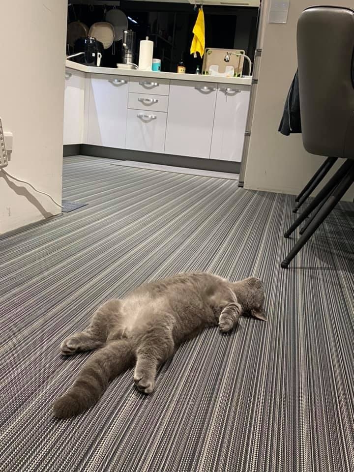 網友Cora Liu授權提供