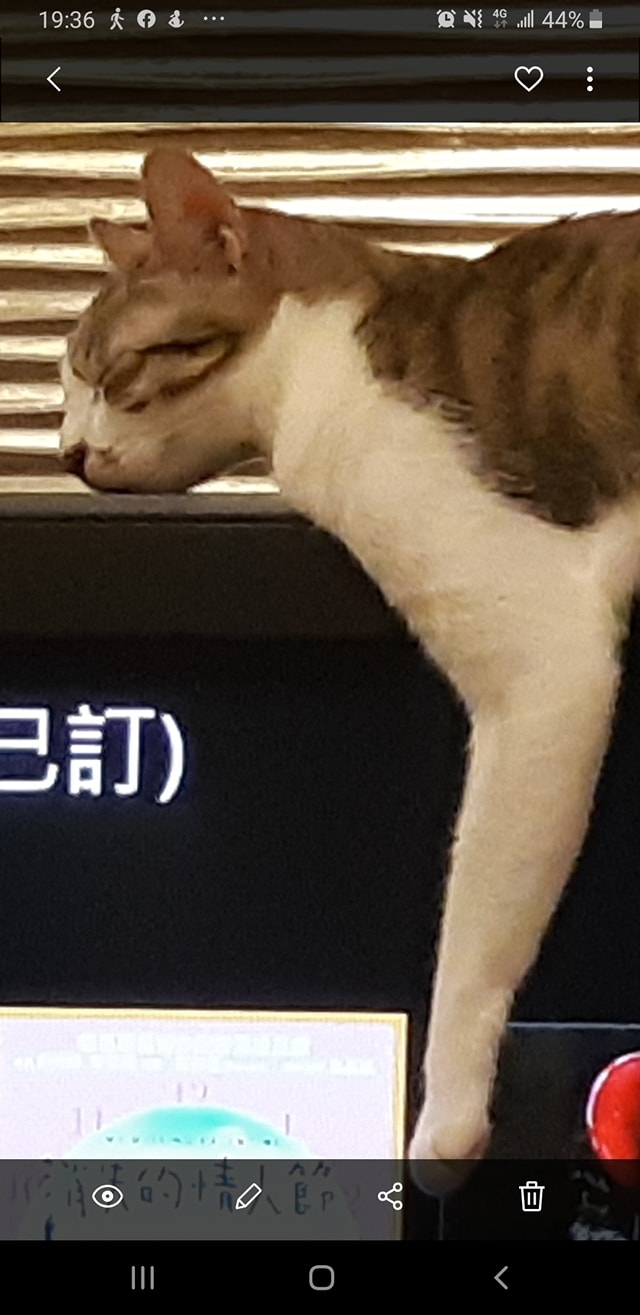 網友林錦舟先生提供