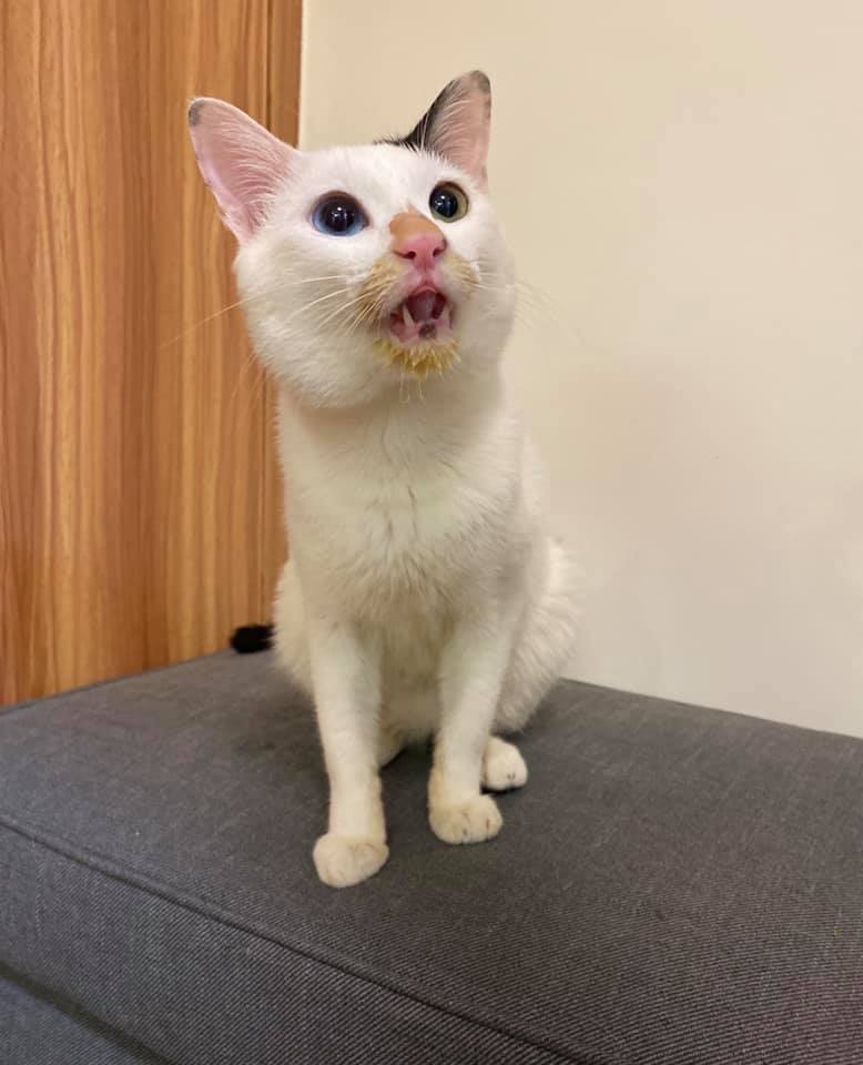 FB 小綿羊恩珠 & 咕咪喵