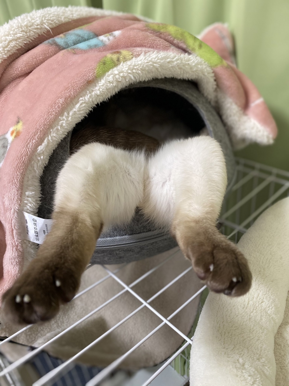 貓貓擺出這麼誘惑人的姿勢。