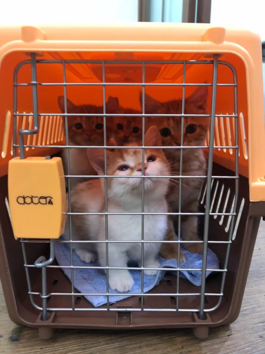 網友vy Chen授權提供