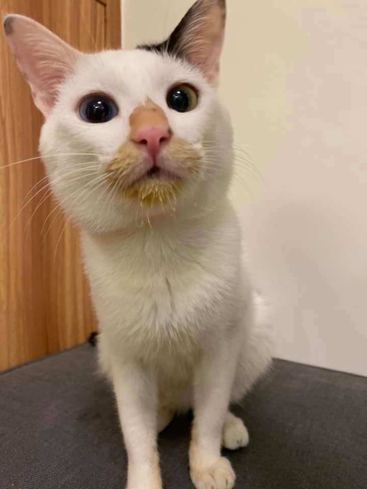 FB 小綿羊恩珠 & 咕咪喵