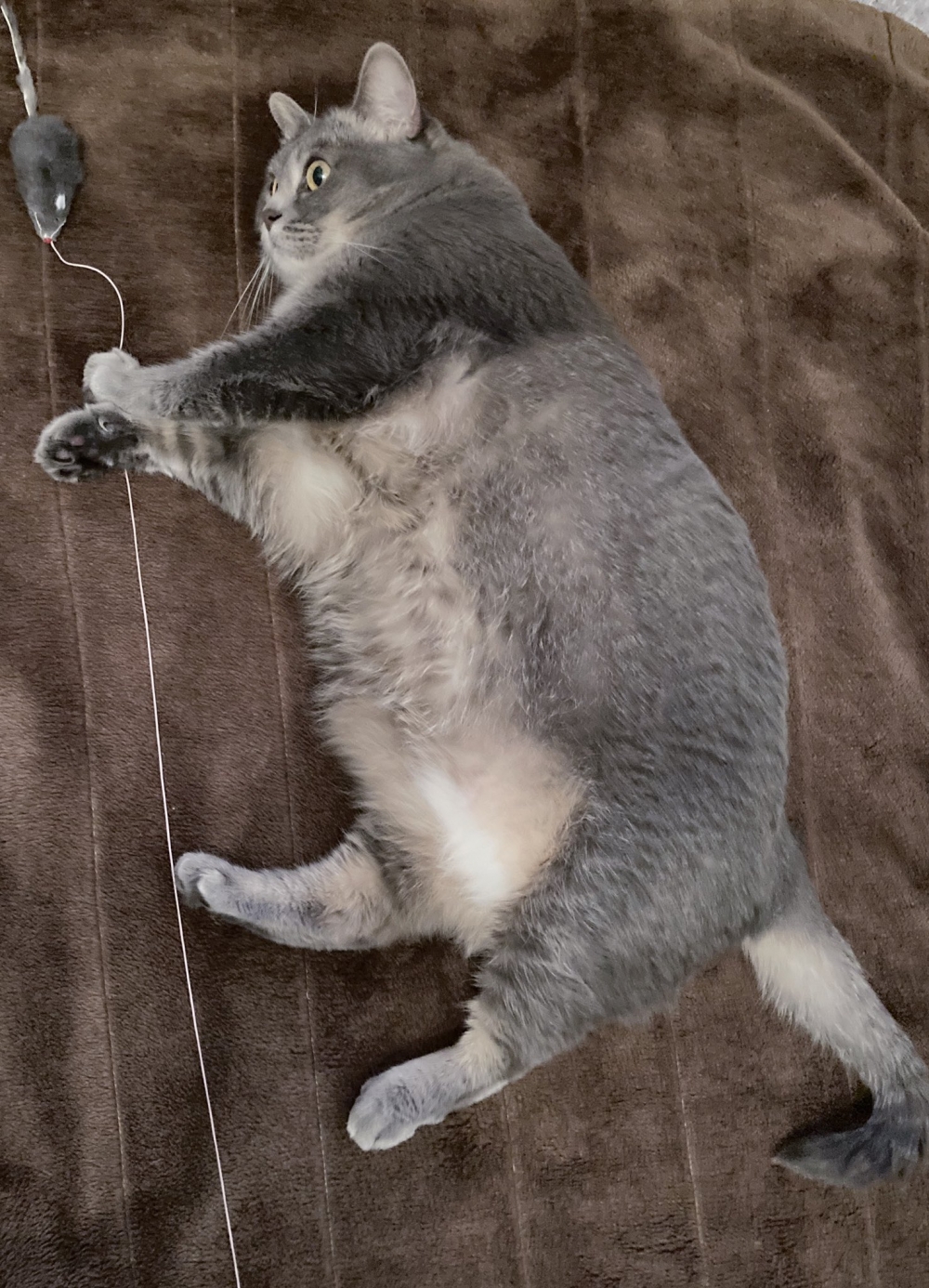 twitter AGURISAGIMORI