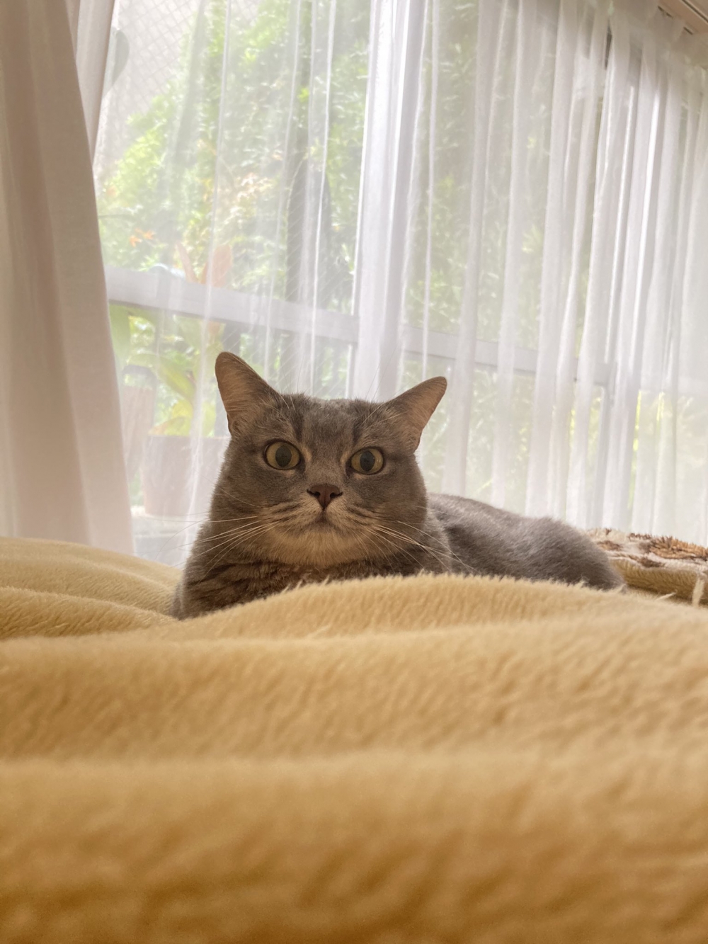 twitter AGURISAGIMORI