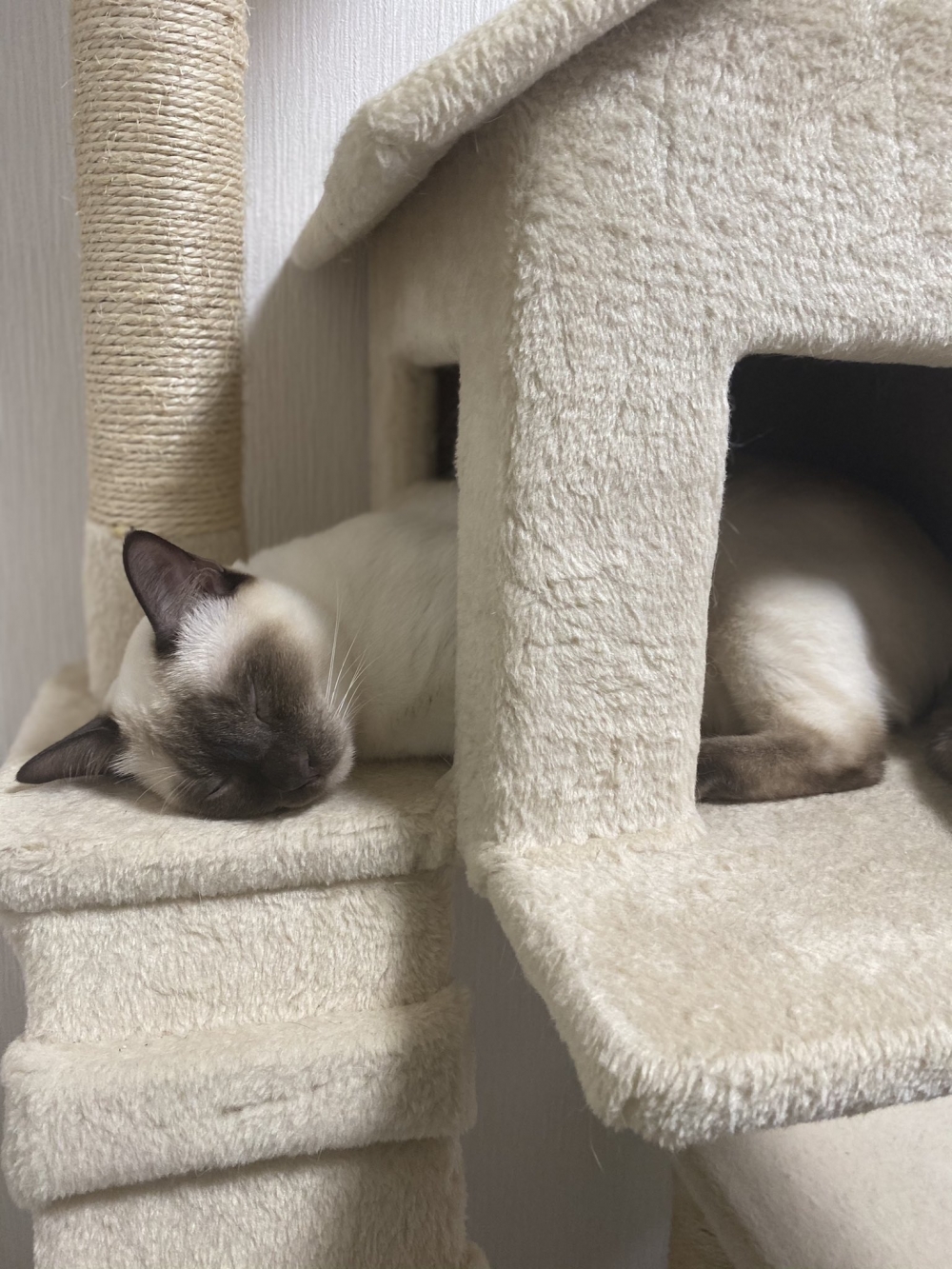 網民家的暹羅貓躺進貓窩睡覺的方式很獨特。