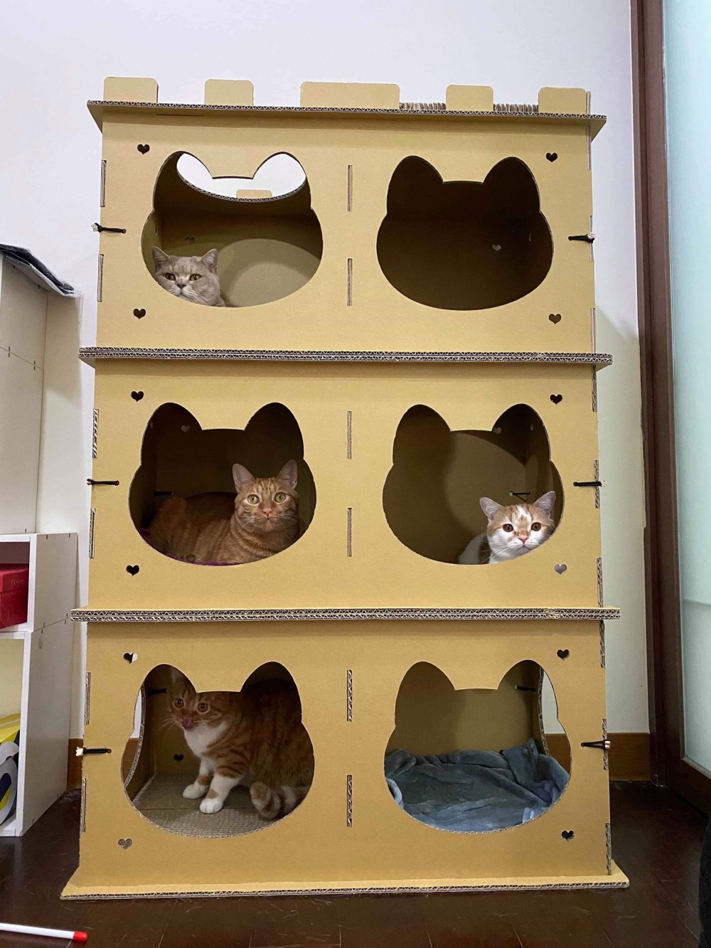 網友vy Chen授權提供