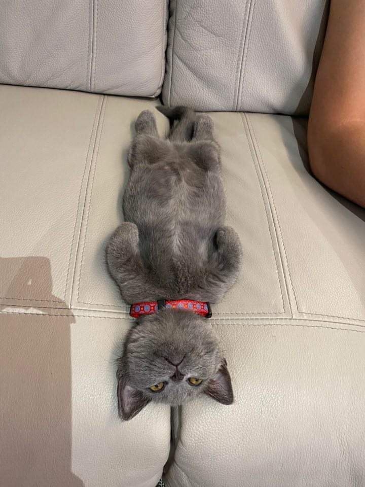 網友Cora Liu授權提供