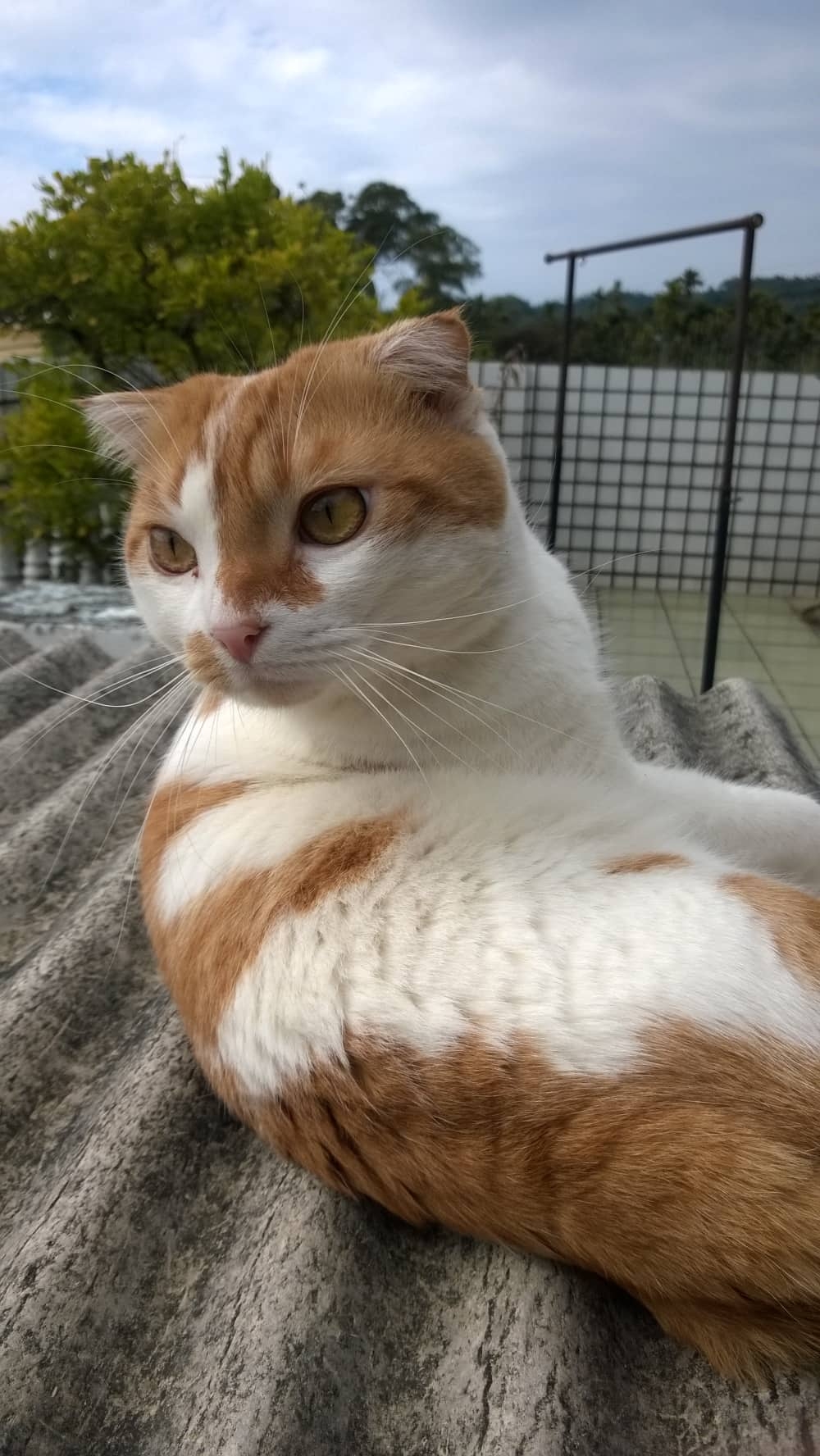 網友翁志強先生提供