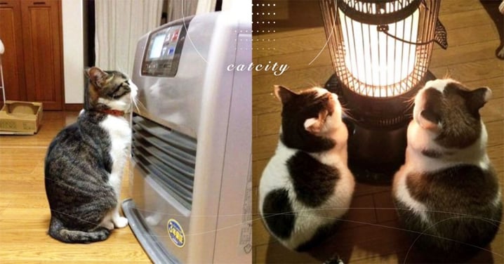【貓保暖注意事項】開電暖器取暖？使用 3 點需注意，小心貓發生危險！