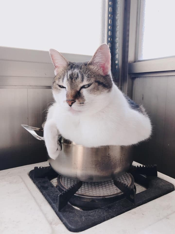 網友Fion Chen提供