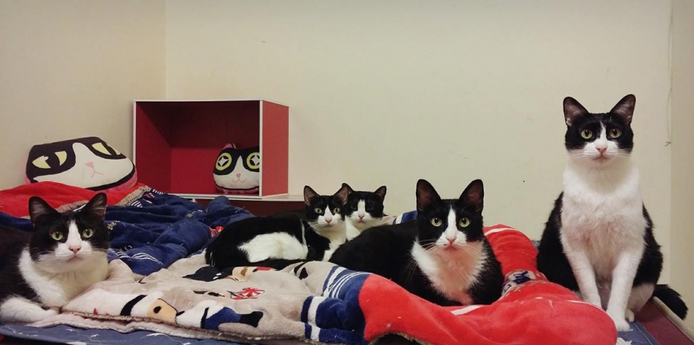 FB @呆丸勉魯展示中心