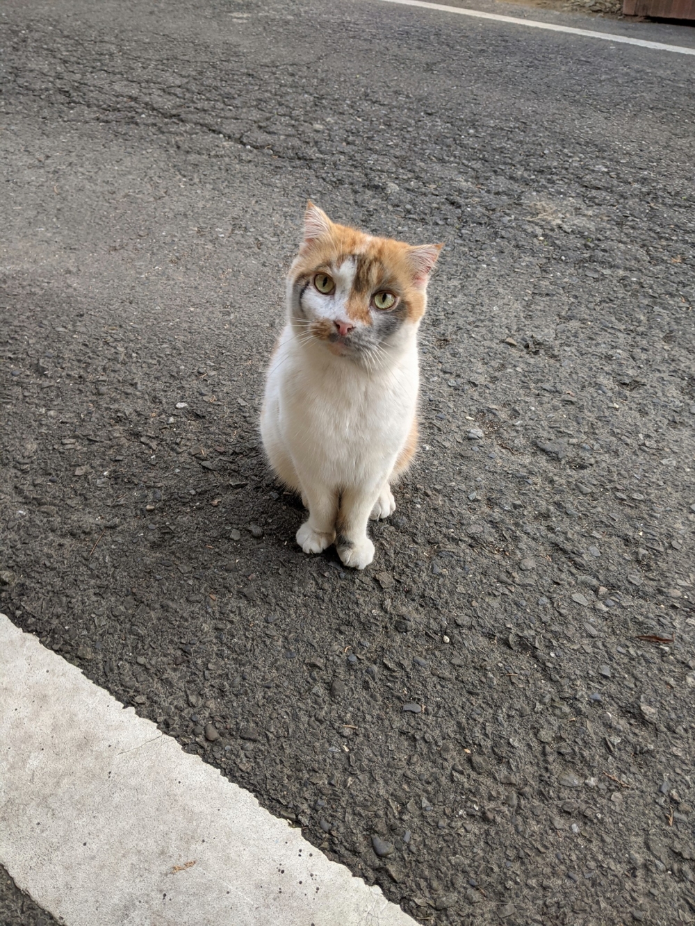 網友翁志強先生提供