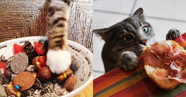 【貓可吃鹹嗎】貓偏愛重口味？吃鹹到底好不好？關於貓咪的三大冷知識！